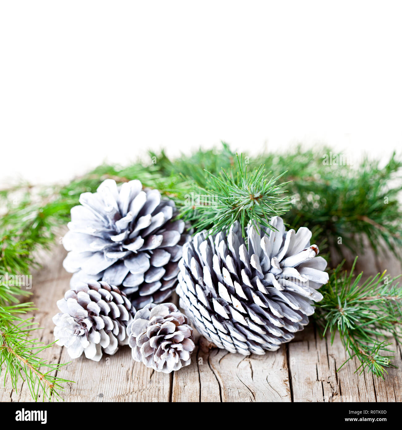 Christmas decorations. Evergreen fir tree branch and white pine cones ...