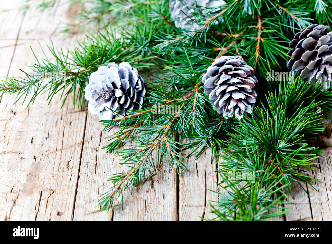 Christmas decorations. Evergreen fir tree branch and white pine cones ...