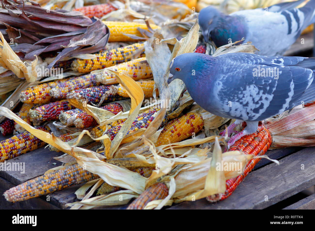 Pigeons (Columba livia domestica) feasting on a fall harvest of colorful corn Stock Photo