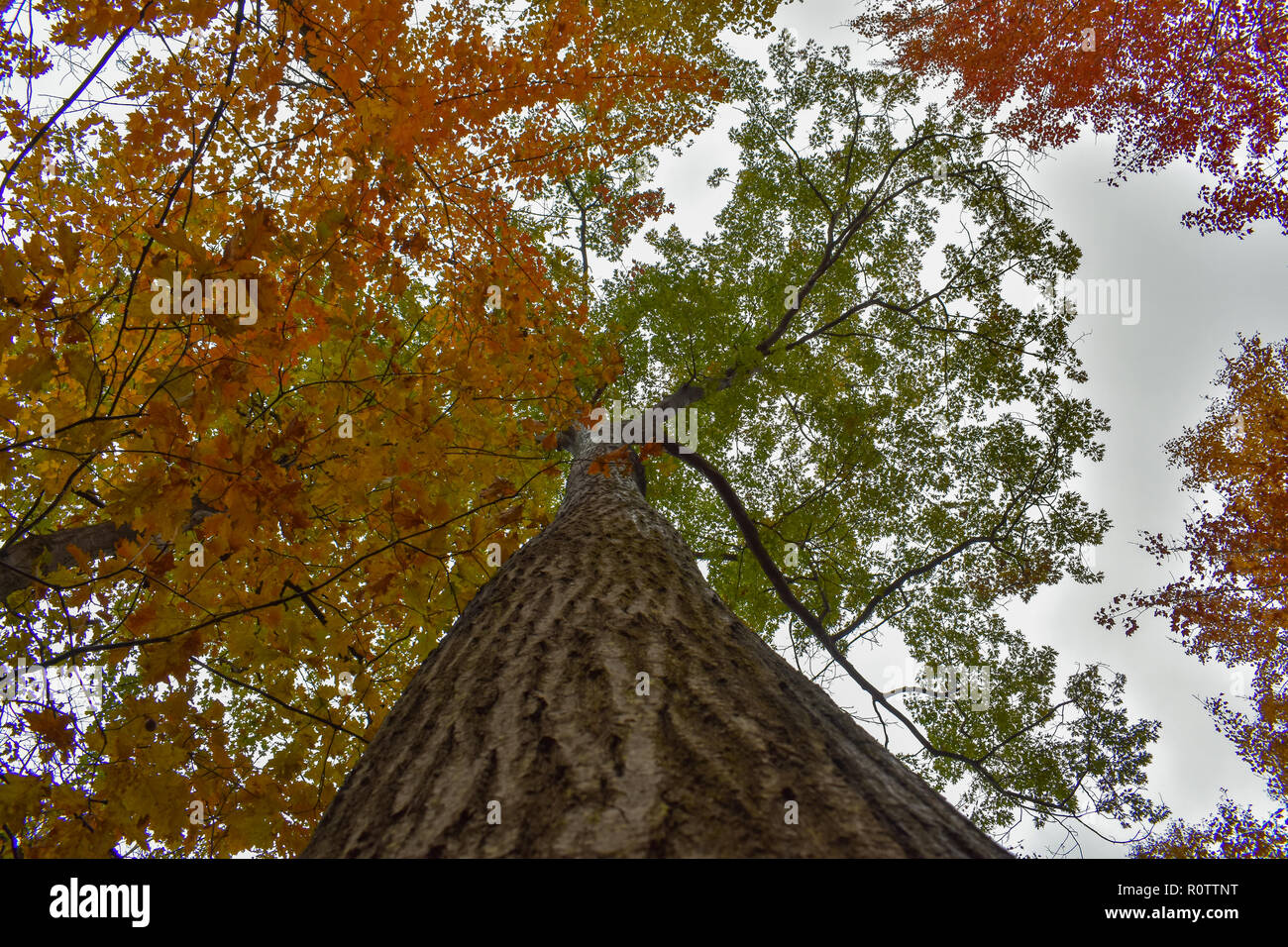 View from the bottom of a tall oak tree. Taken in autumn ( October ) at