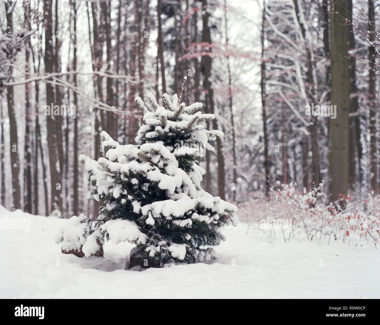 Snowy Winter Forest Scene Stock Photo Alamy