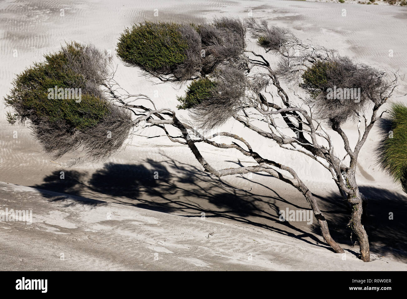 Manuka trees bent by the wind on New Zealand's west coast Stock Photo