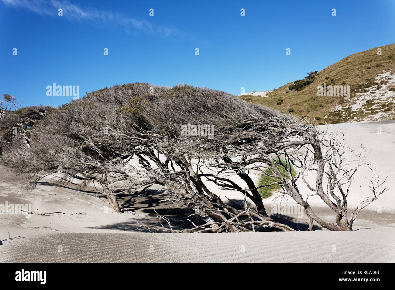Manuka tree bent by the wind on New Zealand's west coast Stock Photo