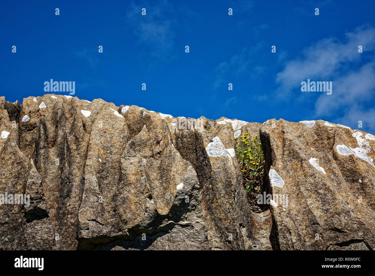A small yellow flower eking out a living in a rock crevice on New Zealand's west coast Stock Photo