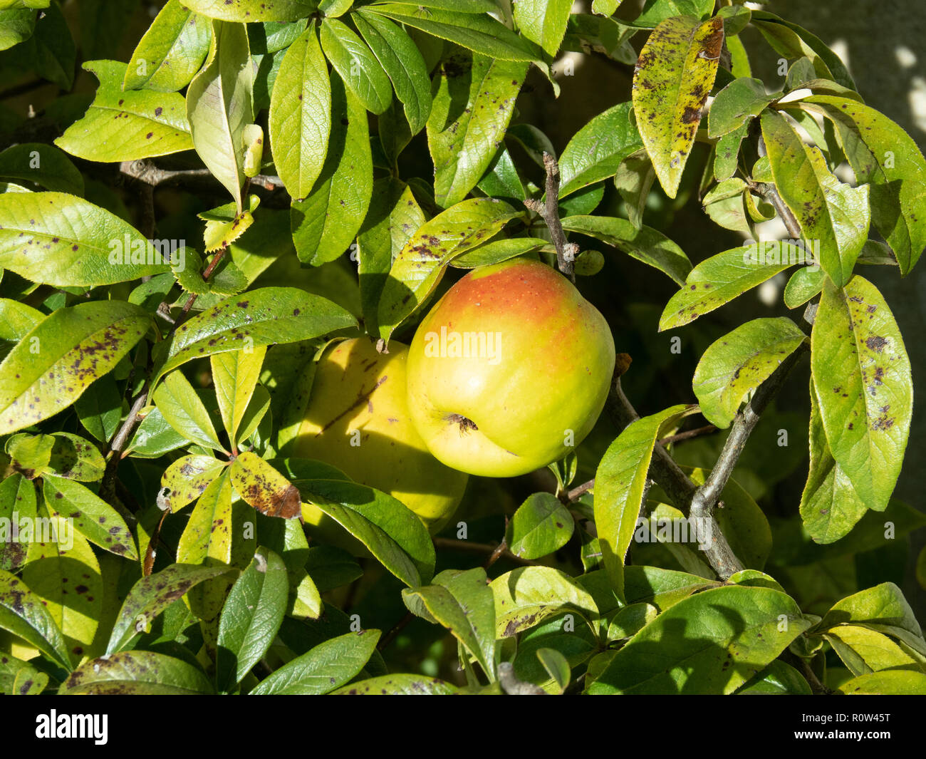 A close of a single quince fruit on a bush of Chaenomeles Rowallane Stock Photo