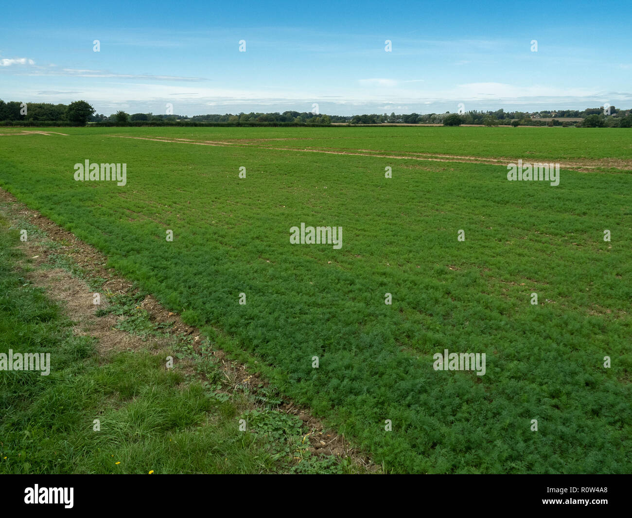 A view of a field scale crop of the culinary herb dill Stock Photo