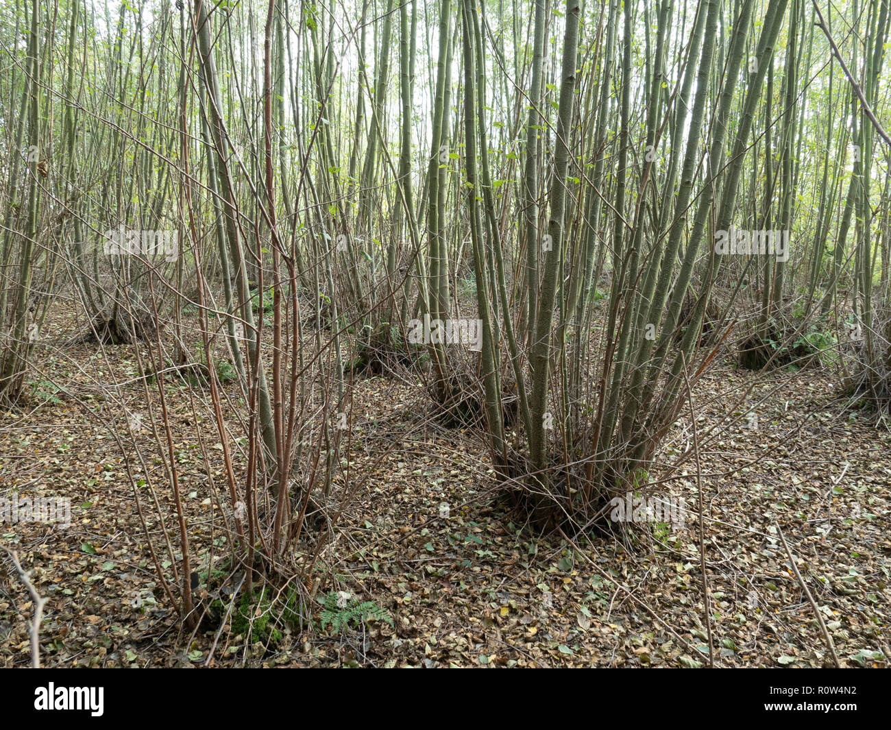 A hazel coppices in winter two years after cutting Stock Photo