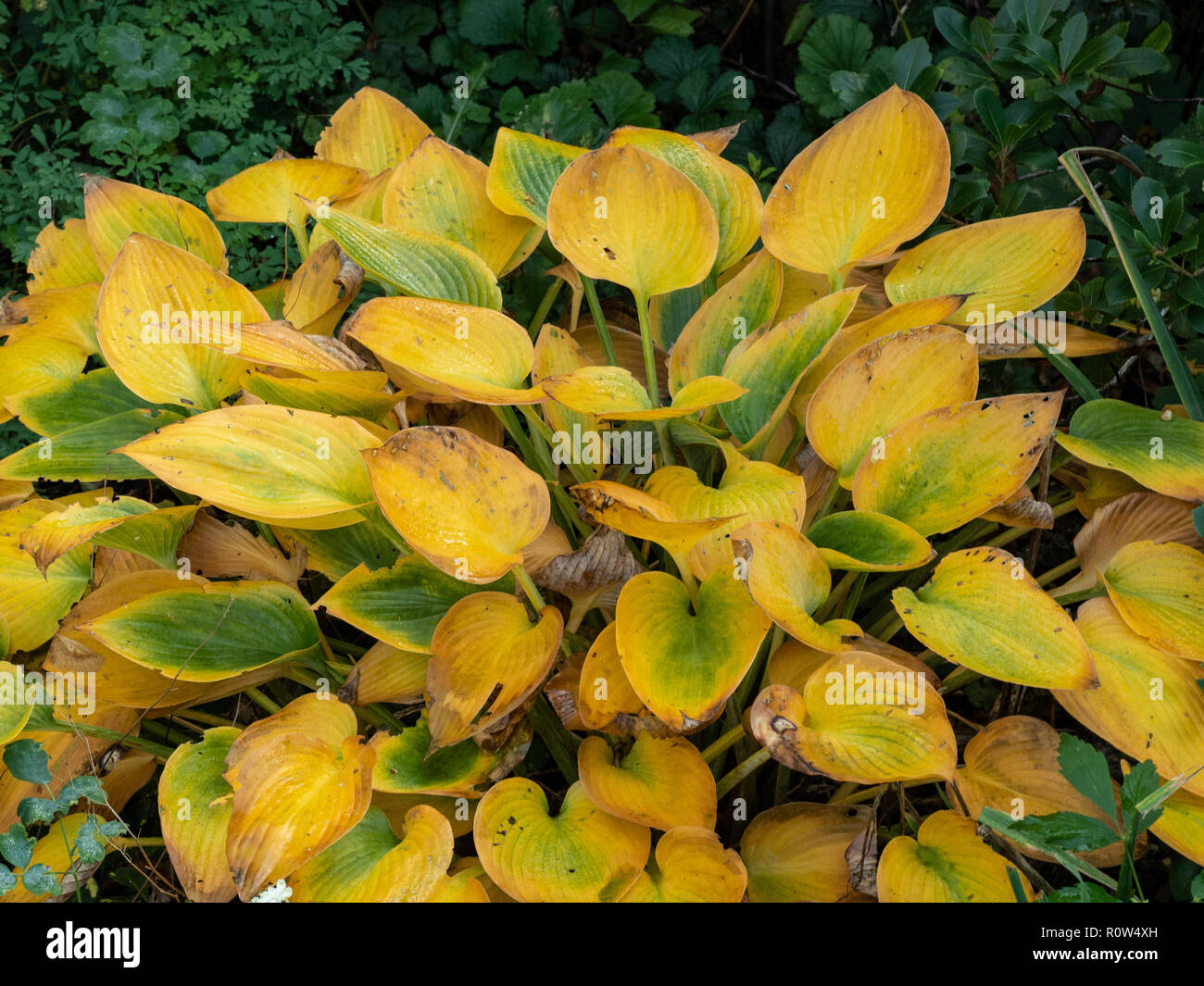 A large clump of hosta leaves turned a bright orange yellow colour in early autumn Stock Photo