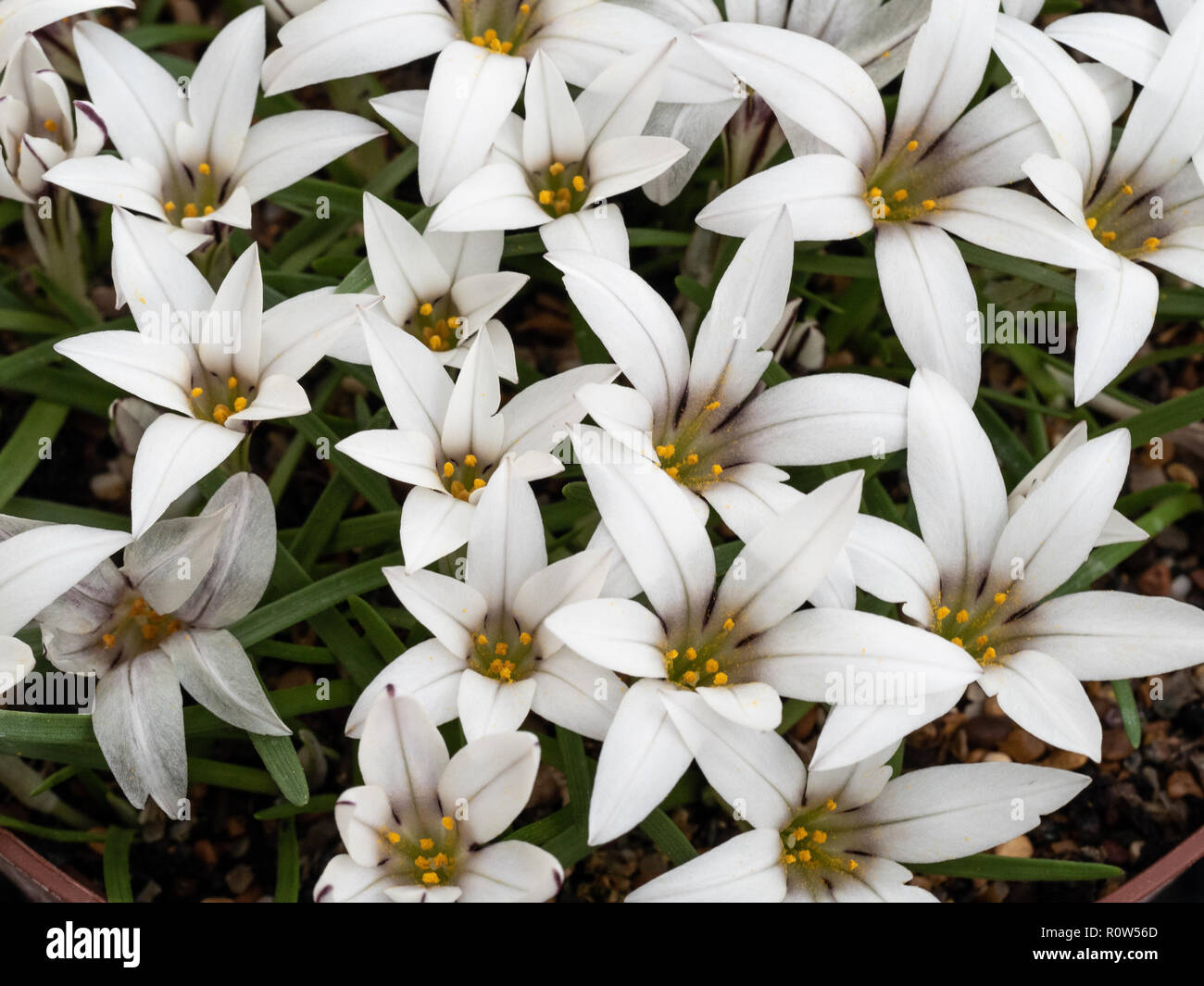 A close up of a group of the starry white flowers of Ipheion sessile Stock Photo