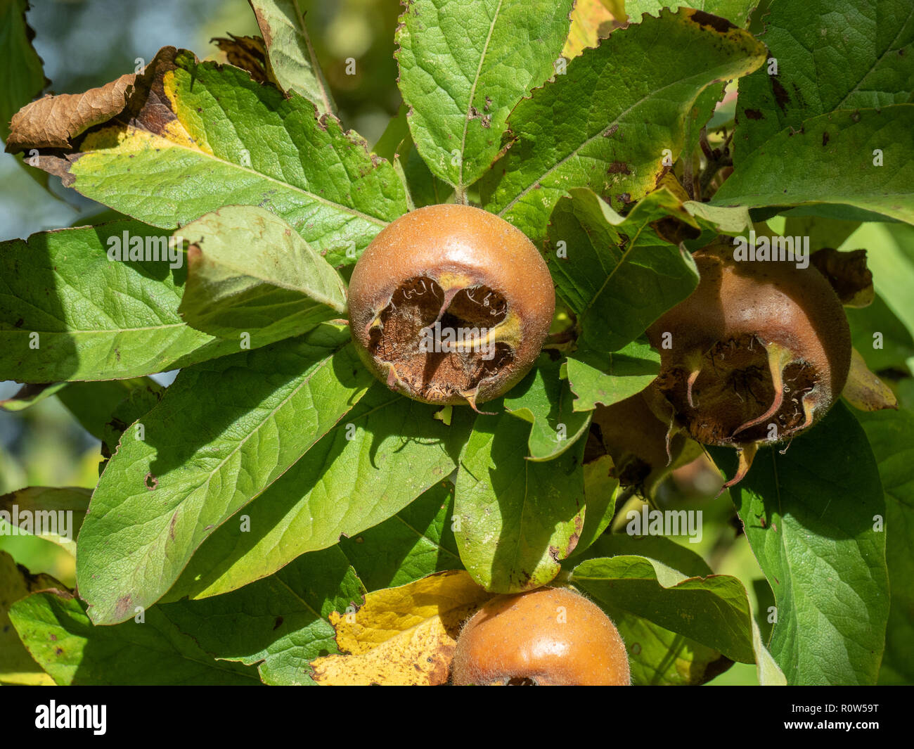 A ripe medlar (Mespilus germanica) fruit against a backgroud of leaves Stock Photo