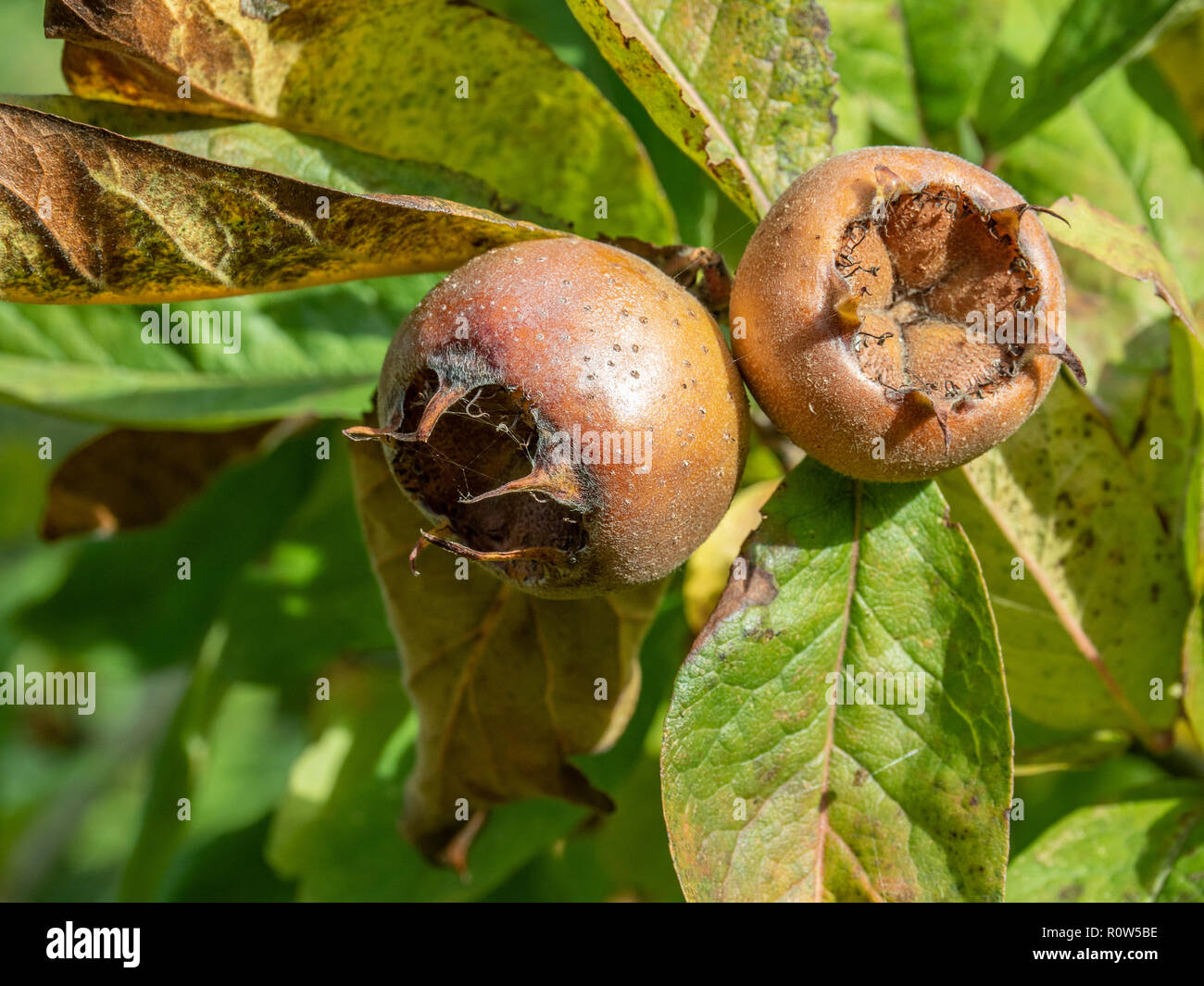 A close up of two ripe medlar (Mespilus germanica) fruits against a backgroud of leaves Stock Photo