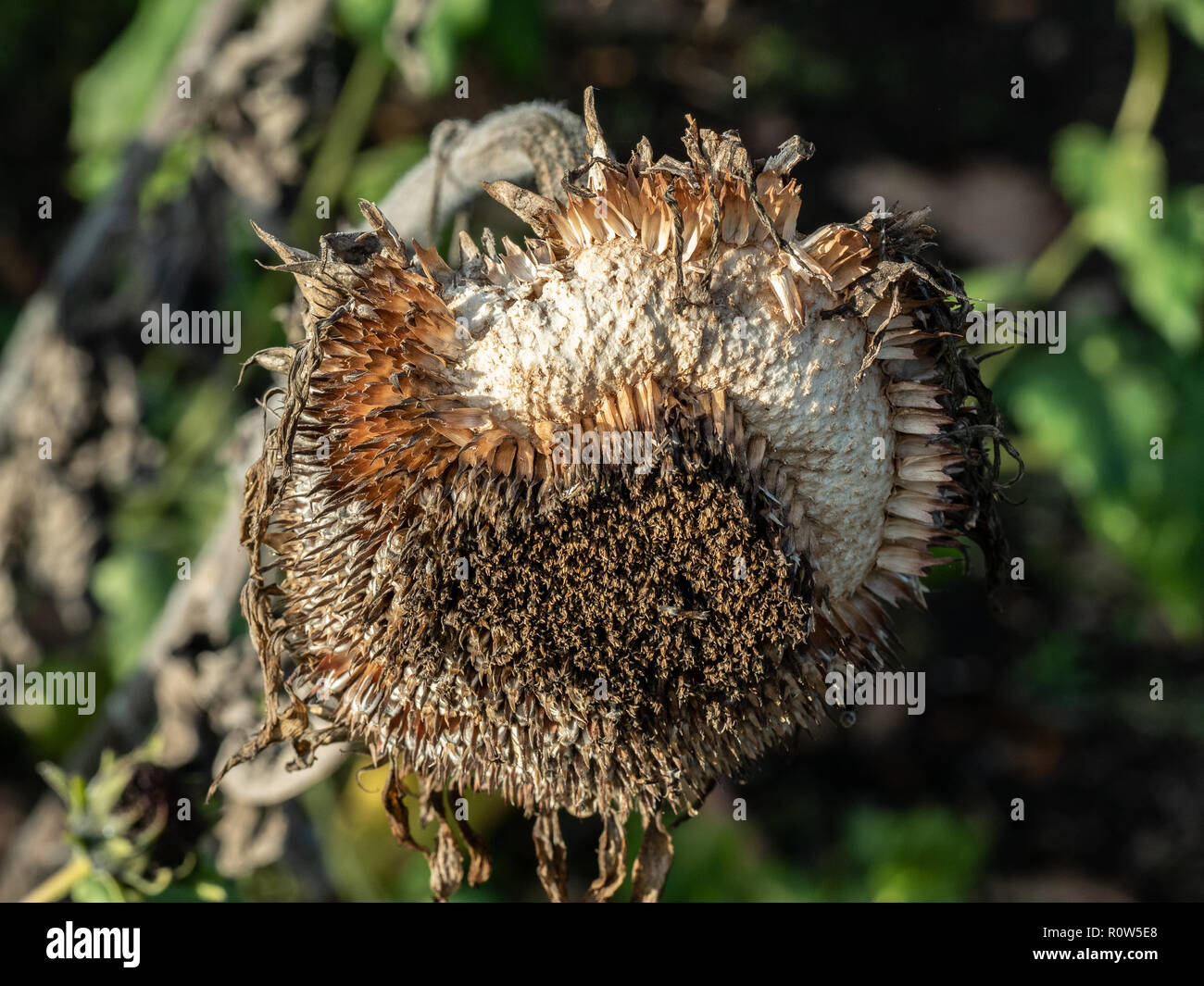 A close up of a sunflower seed head that has been partially eaten by birds Stock Photo