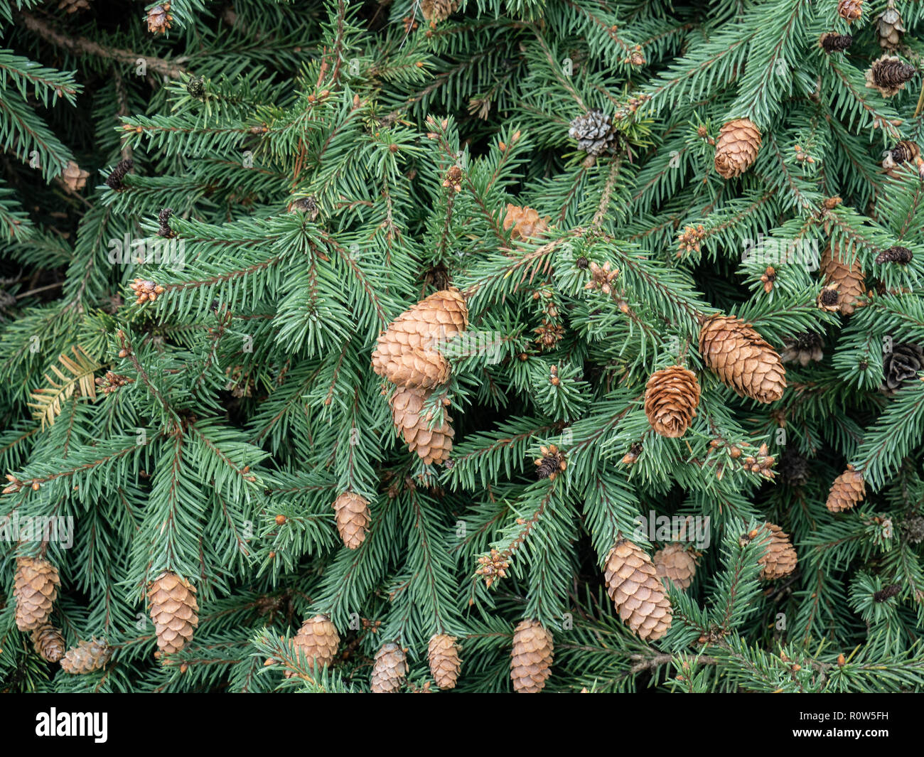 A close up of the foliage and cones of Picea abies Pusch Stock Photo