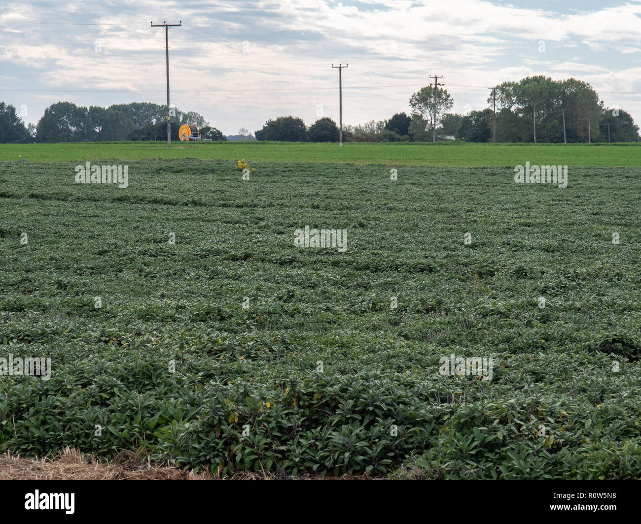 A view across a herb field on the Norfolk border showing a crop of sage in the foreground Stock Photo