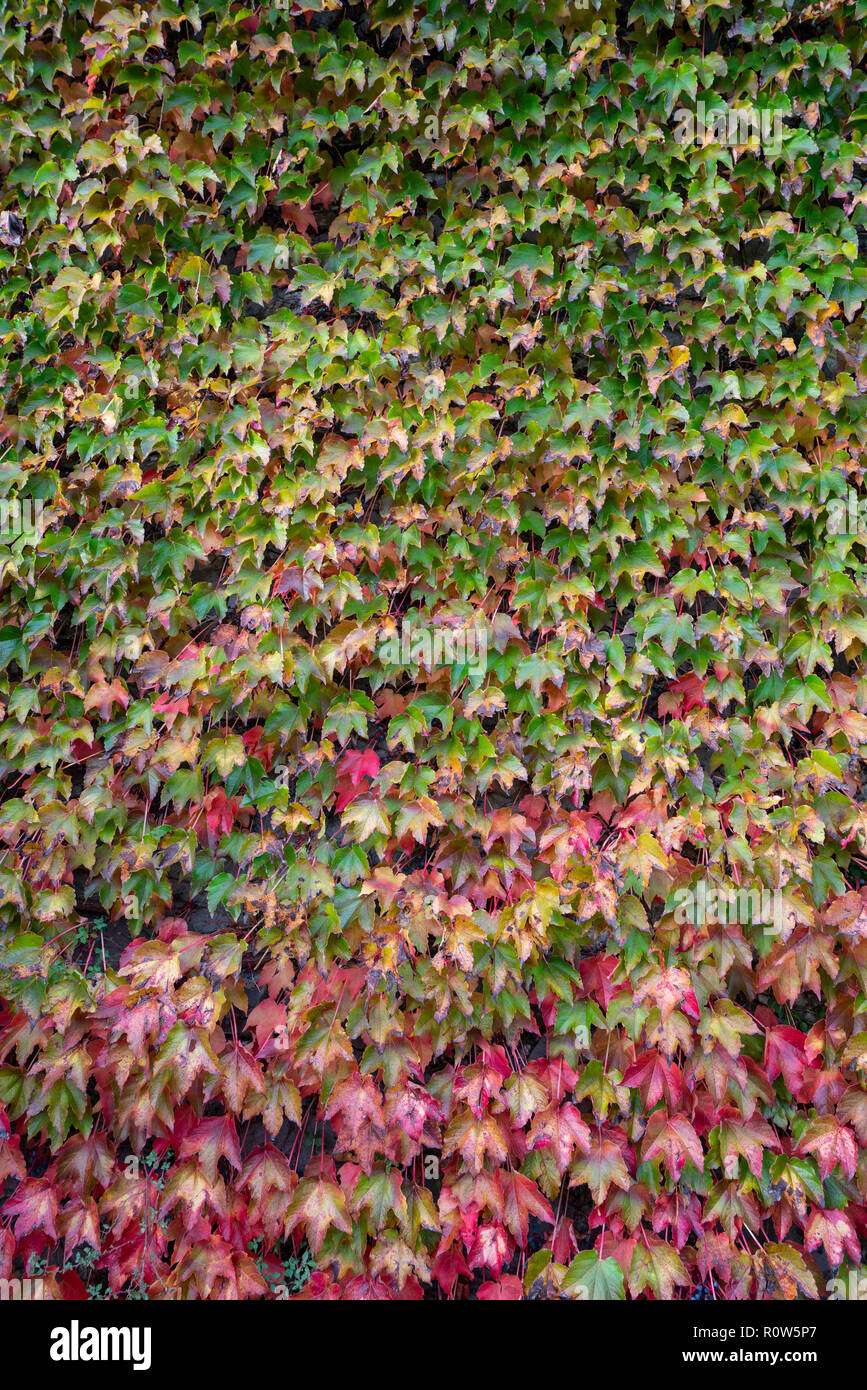 The colors of the ivy foliage in autumn Stock Photo