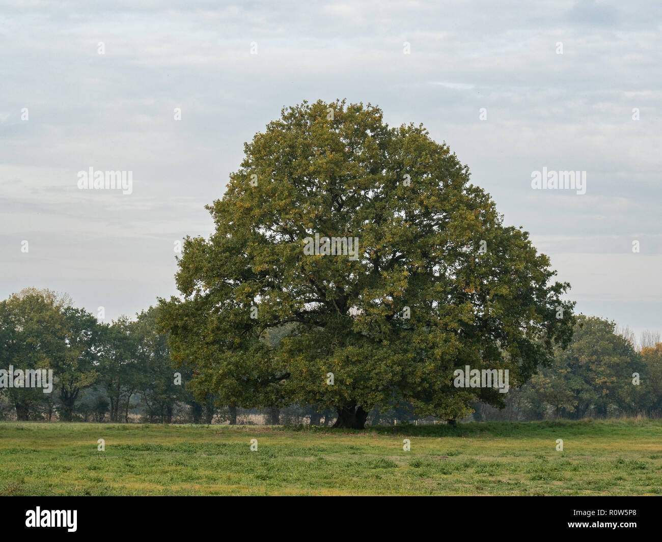A solitary oak tree growing in an arable field showing the first tinges of autumn colour Stock Photo