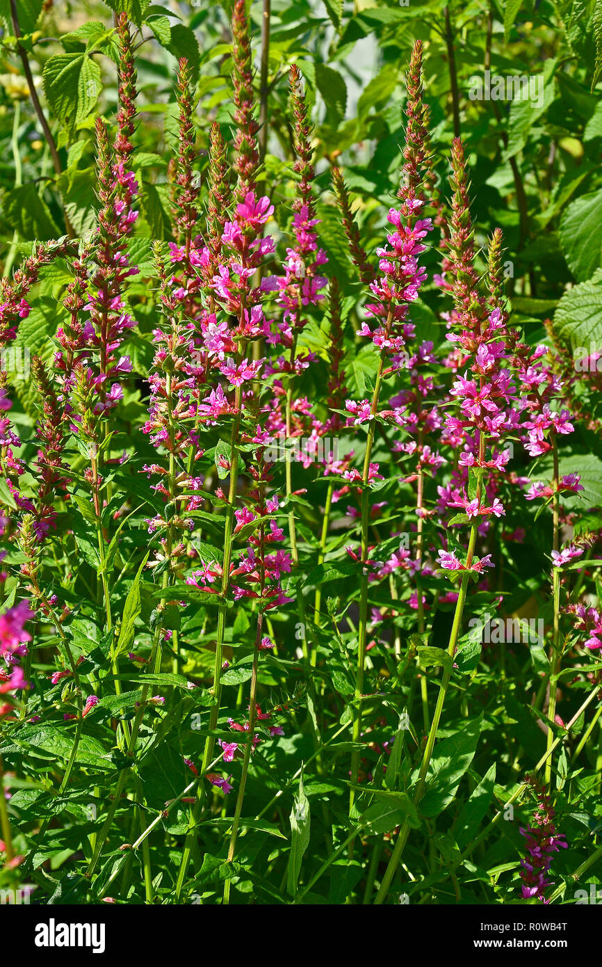 Close up of a flower border in a cottage garden with Lythrum salicaria 'Robert' Stock Photo