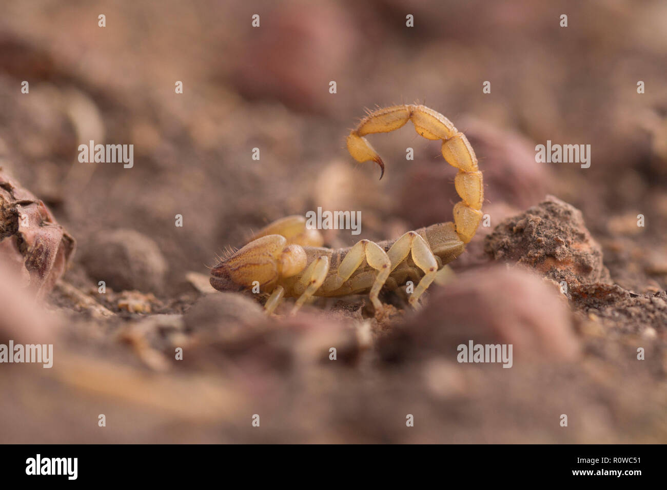 Israeli Gold Scorpion (Scorpio maurus palmatus). Scorpio maurus is a species of North African and Middle Eastern scorpion, also known as the large-cla Stock Photo
