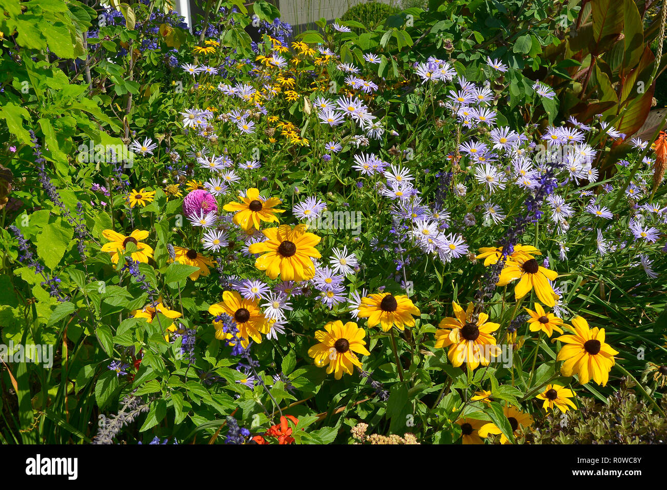 Flower border with Rudbeckia hirta Black Eyed Susan and Aster amellus in a country garden Stock Photo