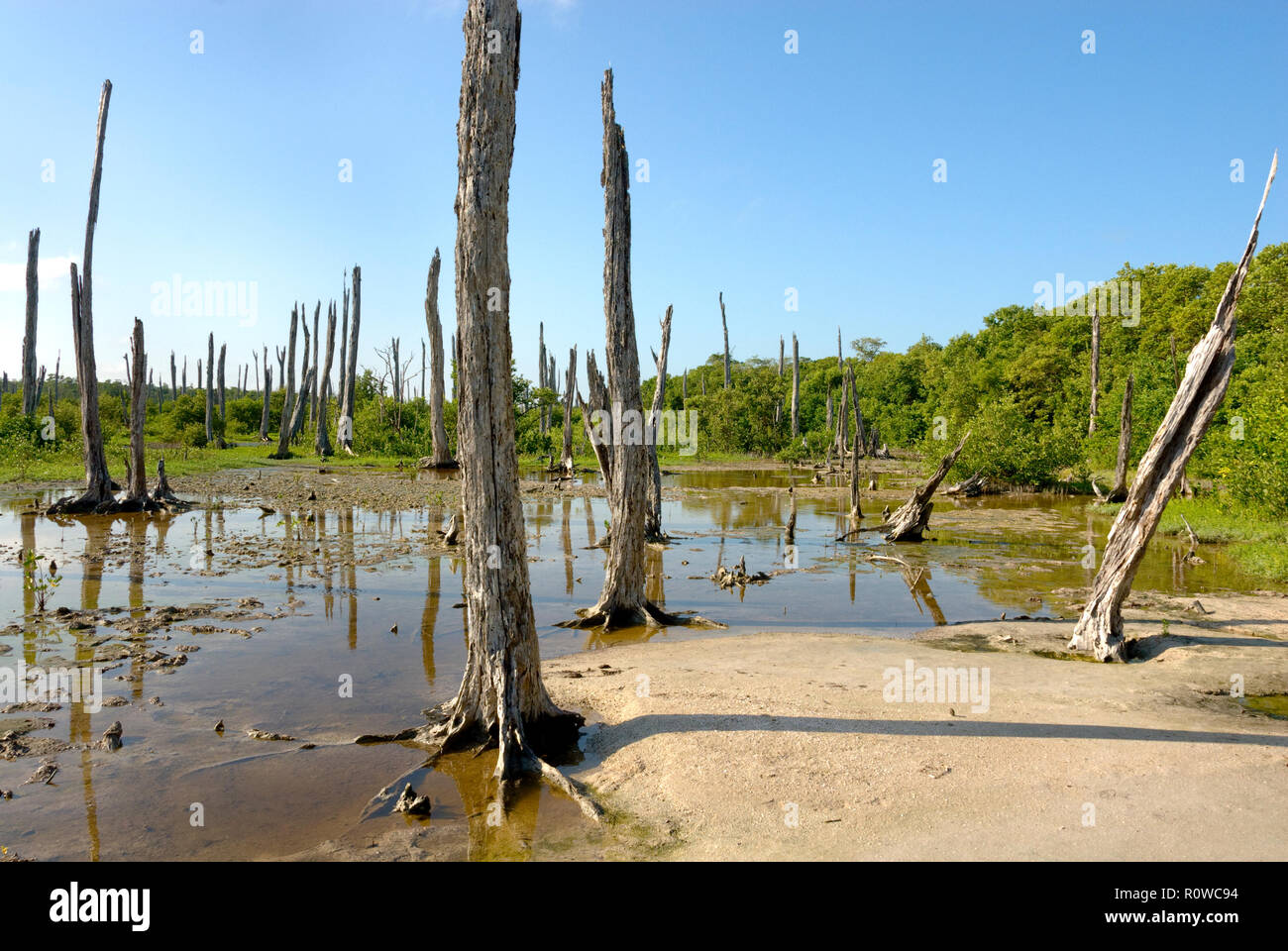 Tampeten Petrified Forest – a forest stands dead following hurricane flooding with salt water, Celestun, Mexico Stock Photo