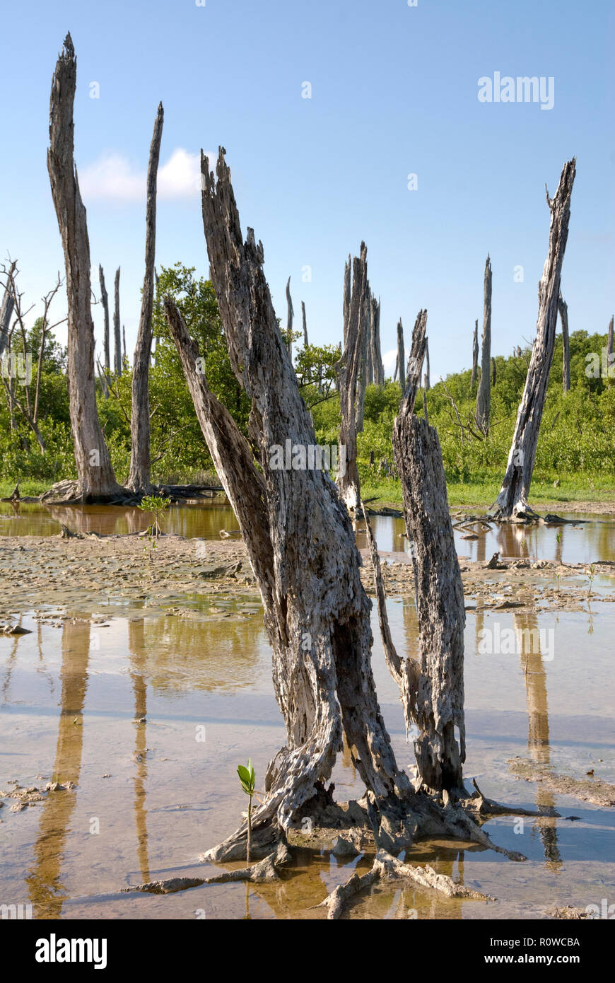 Tampeten Petrified Forest – a forest stands dead following hurricane flooding with salt water, Celestun, Mexico Stock Photo