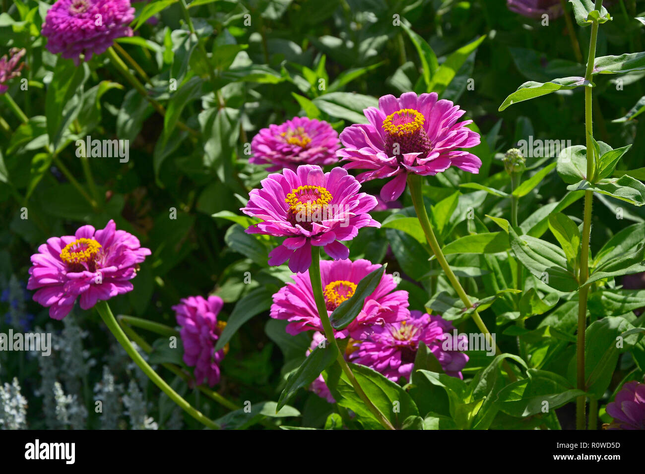 A colourful display of flowering Zinnia elegans 'Purple Prince' Stock Photo