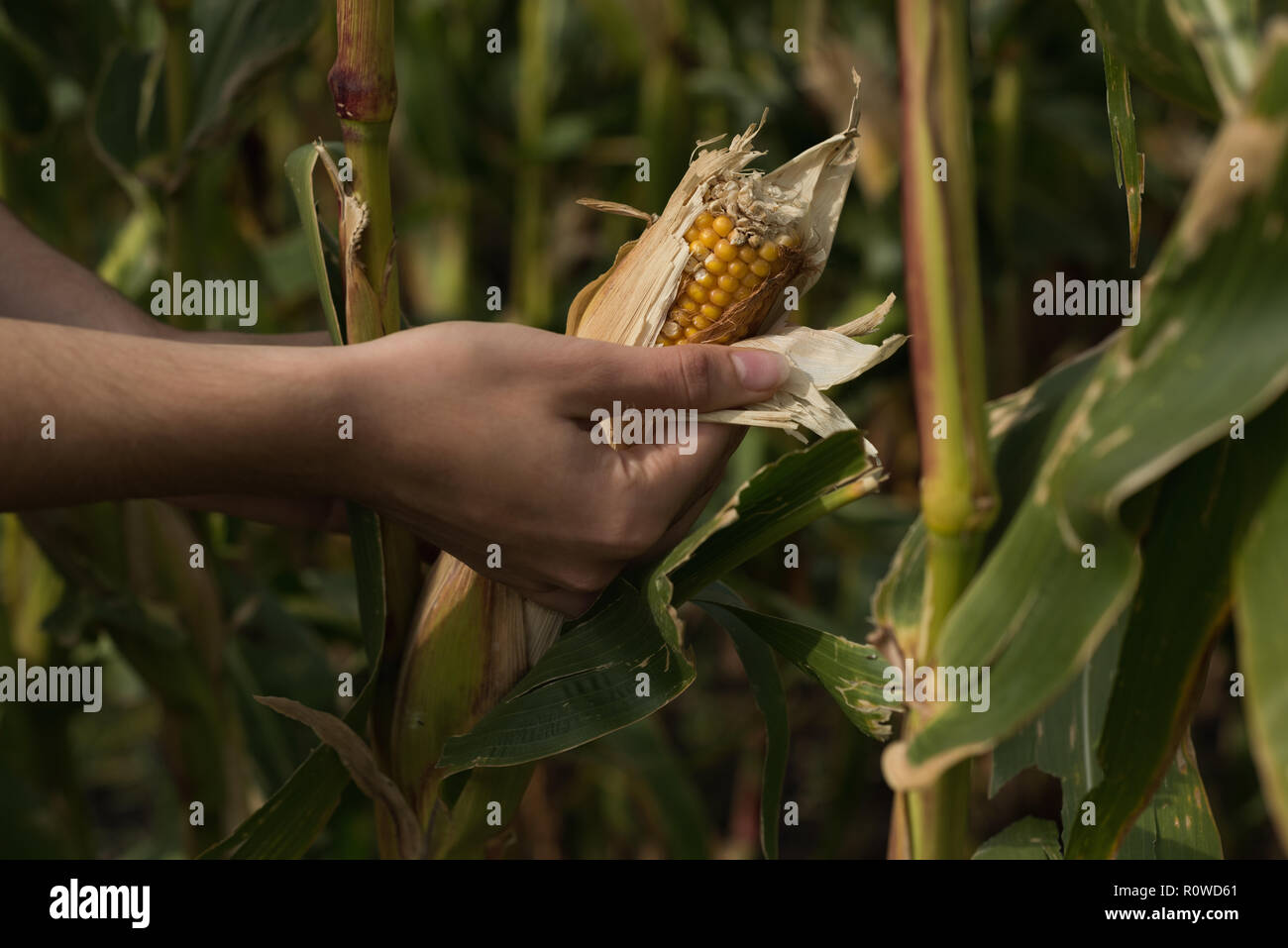 Woman looking at corn in the corn field Stock Photo