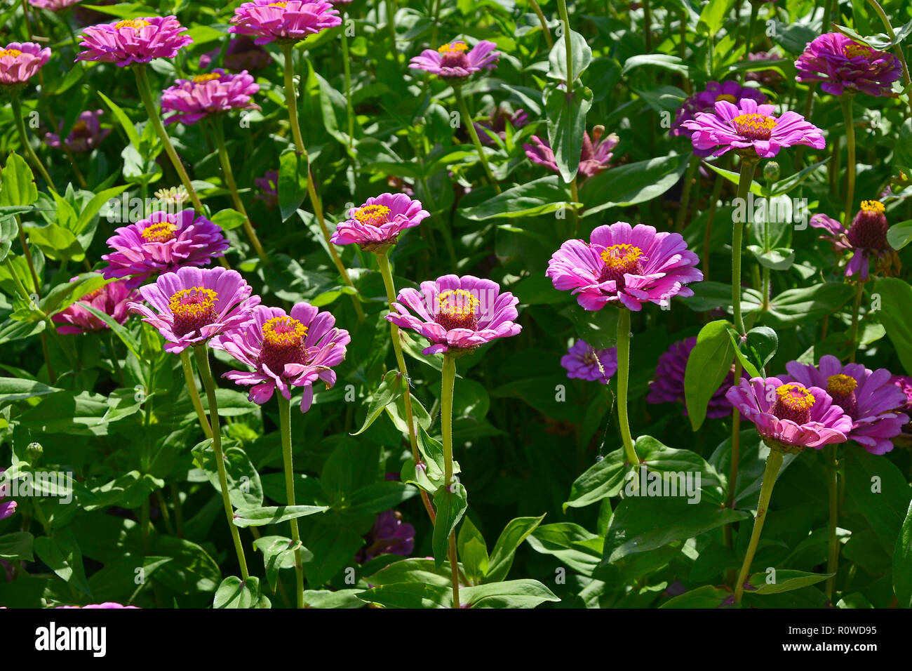 A colourful display of flowering Zinnia elegans 'Purple Prince' Stock Photo