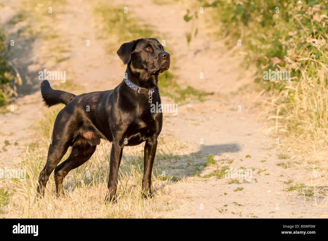 Male Adult Black Labrador Standing Stock Photo