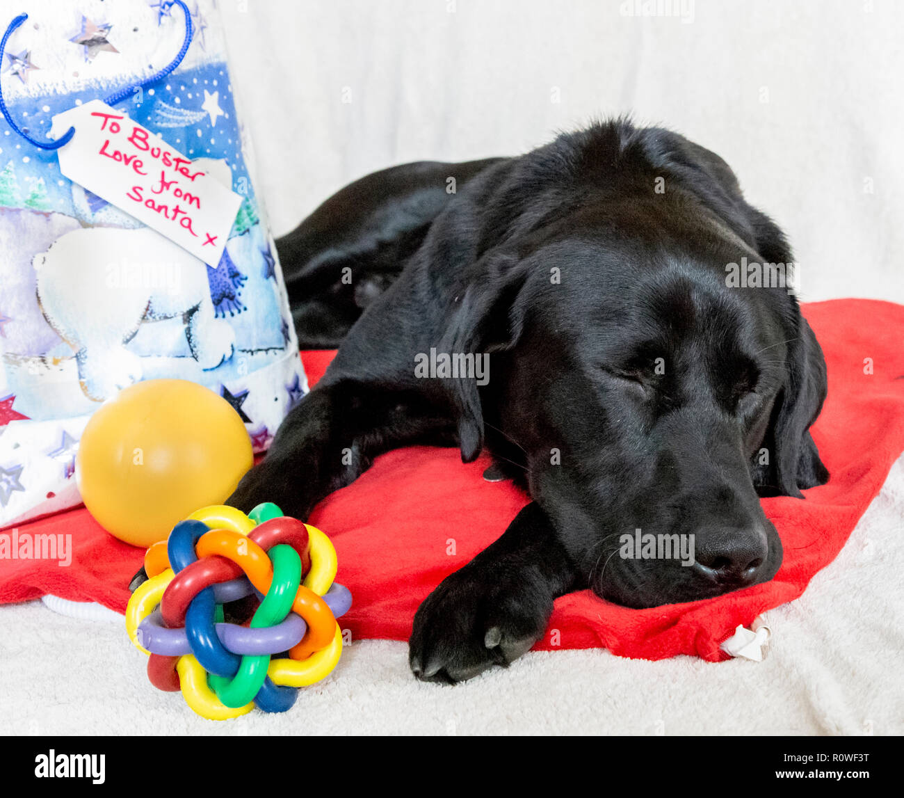 black labrador presents
