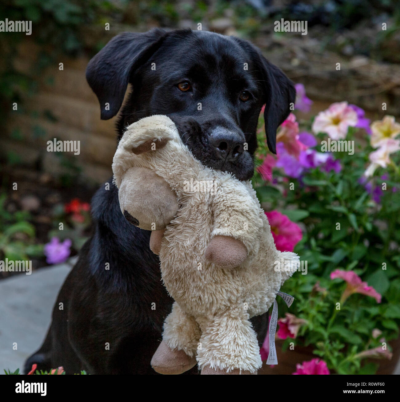 Soft cuddly dog toys Banque d'images détourées - Alamy