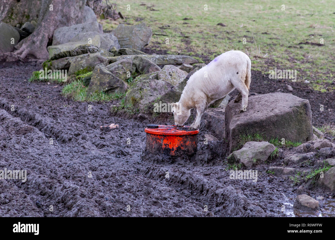 A single sheep in winter drinking liquid nutrient. Stock Photo