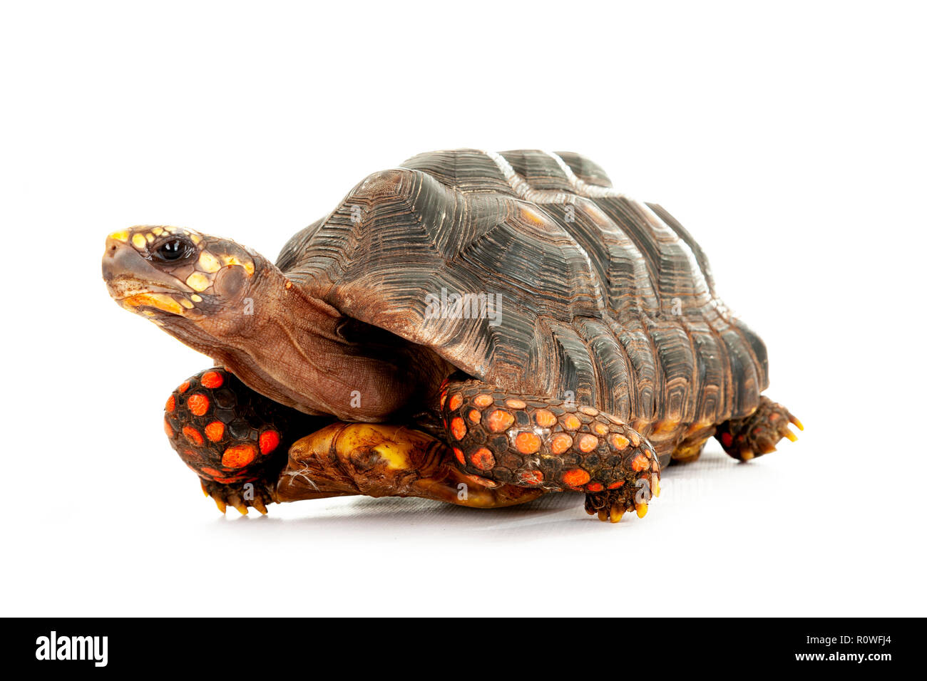 Endangered reptile Cut Out Stock Images & Pictures - Alamy