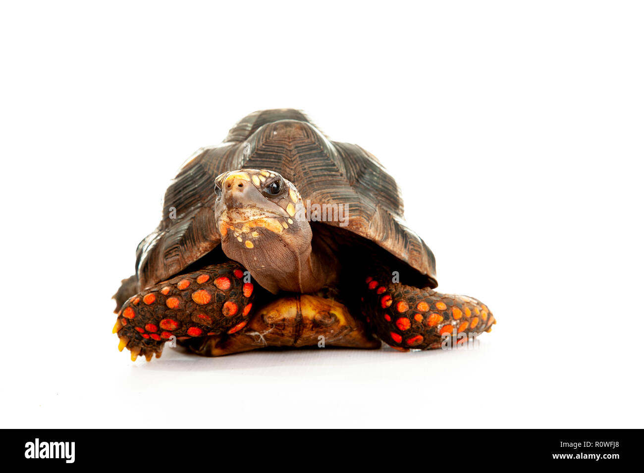 Endangered reptile Cut Out Stock Images & Pictures - Alamy