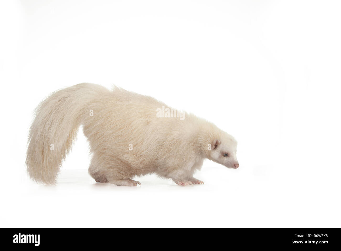 Tony's Albino Skunk on White background Stock Photo Alamy