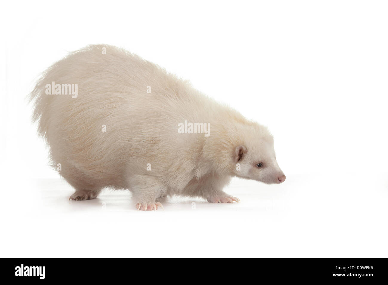 Tony's Albino Skunk on White background Stock Photo Alamy