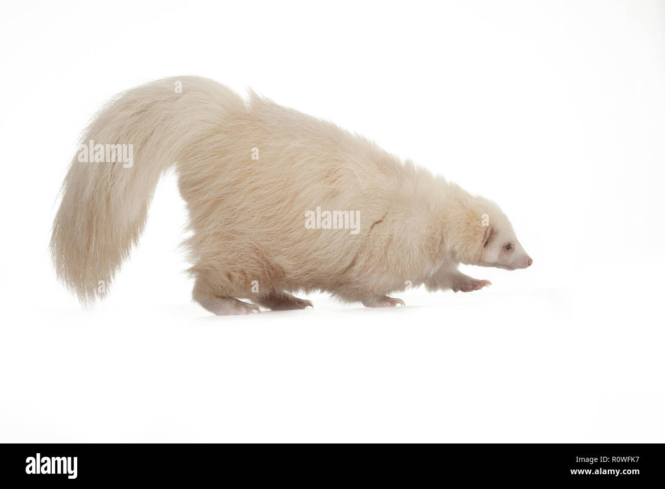 Tony's Albino Skunk on White background Stock Photo Alamy
