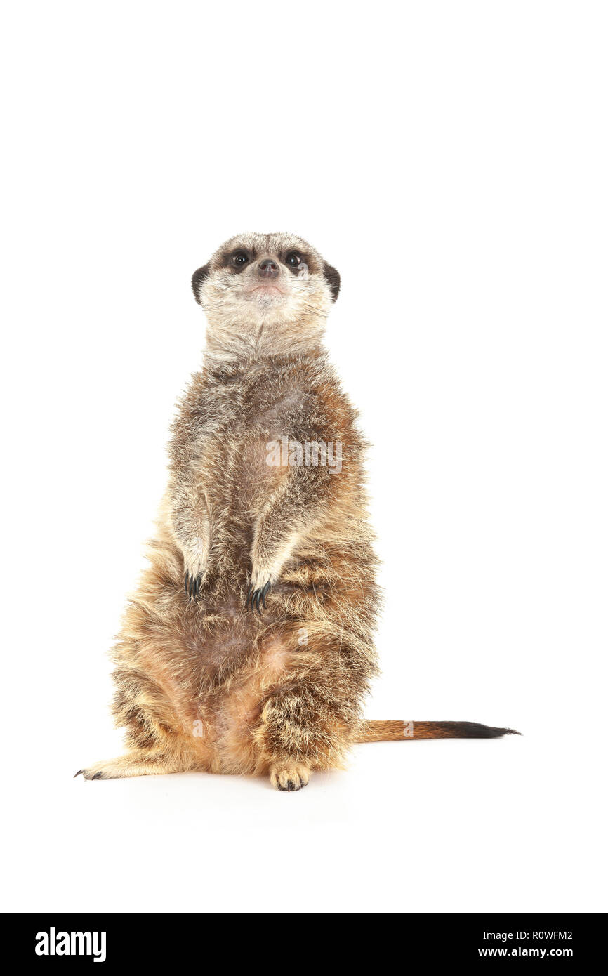 Reptile show uk hi-res stock photography and images - Alamy