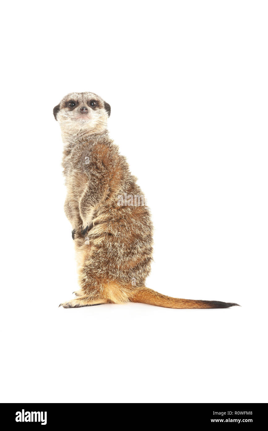 Reptile show uk hi-res stock photography and images - Alamy