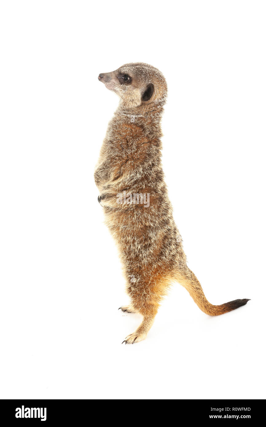 Reptile show uk hi-res stock photography and images - Alamy