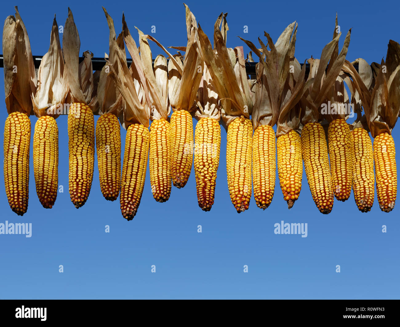 Corn ears cobs hanging in a row over blue sky background Stock Photo