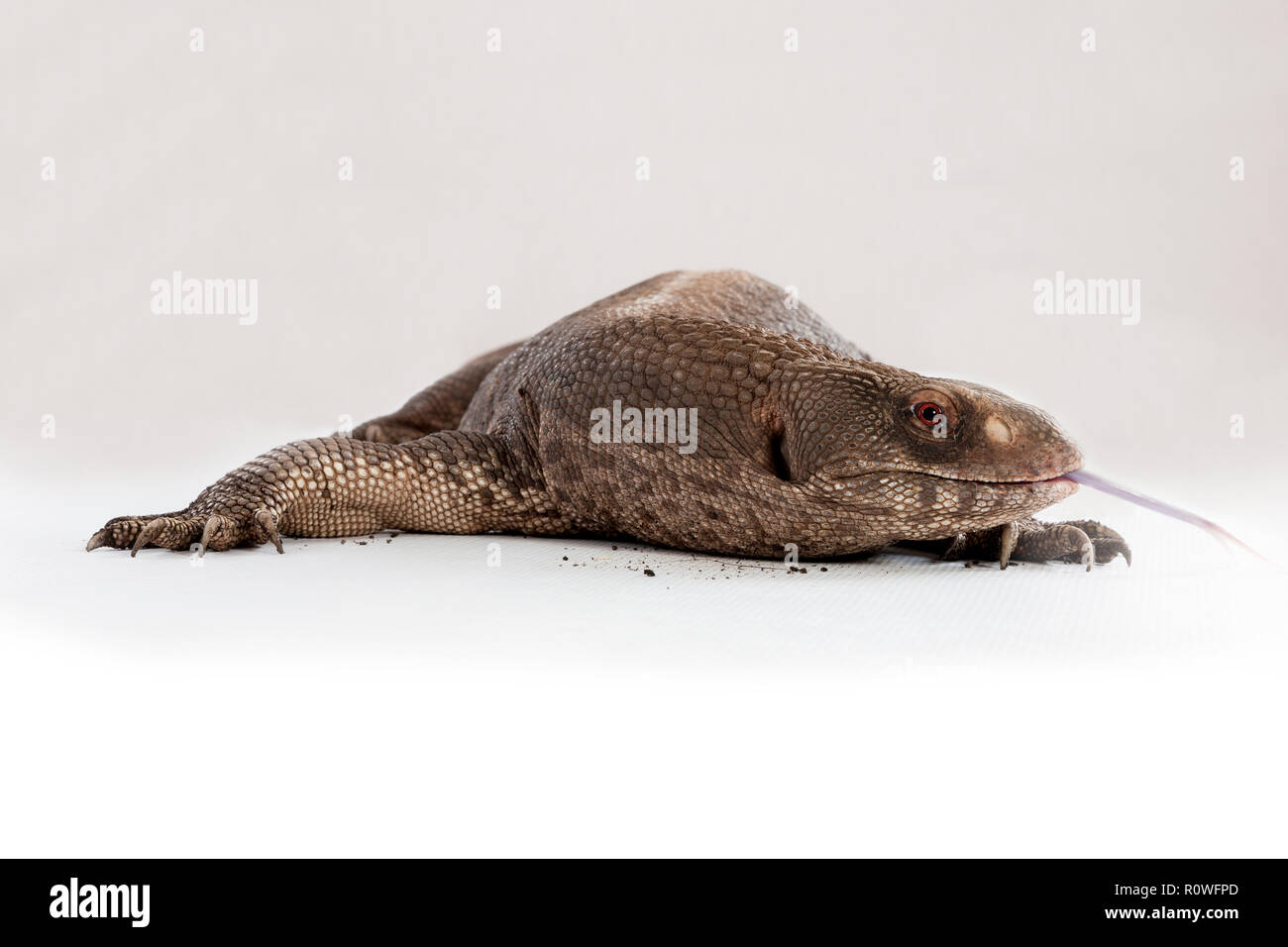 Bosc Monitor Lizard.. Tony's Reptile Show Stock Photo Alamy