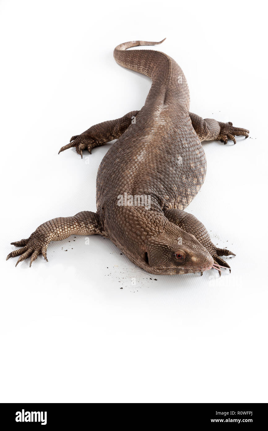 Africa lizard reptile Cut Out Stock Images & Pictures - Alamy