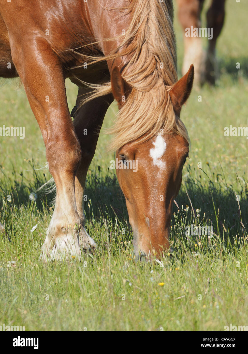 A close up of a chestnut horse grazing in a summer paddock Stock Photo ...