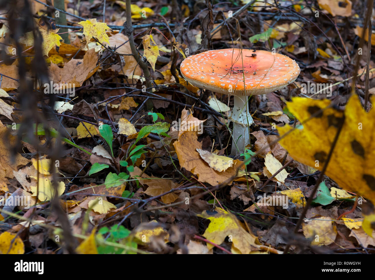 The red and white poisonous toadstool or mushroom called Amanita ...