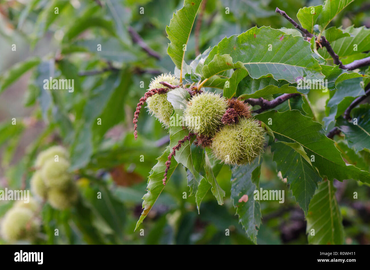 Sweet chestnuts on tree, fruit, Spain. Stock Photo