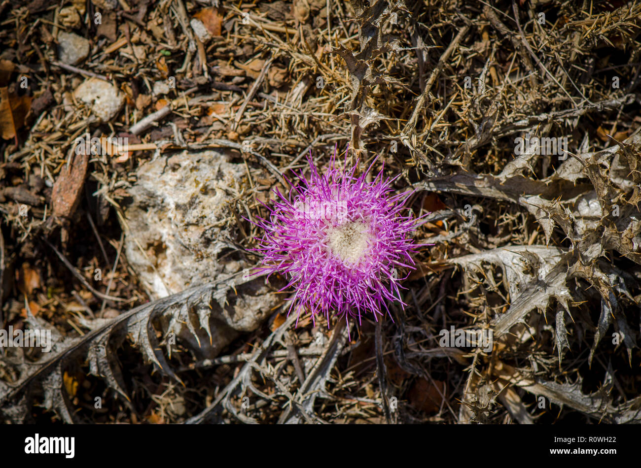 Carlina gummifera, stemless atractylis flower, pine thistle, Andlusia, Spain. Stock Photo