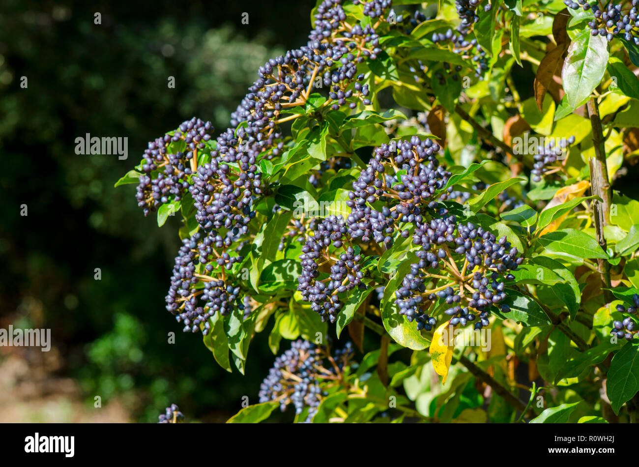 Toxic fruits of Viburnum tinus Plant, Andalucia, Spain. Stock Photo