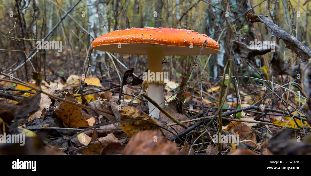 The red and white poisonous toadstool or mushroom called Amanita ...