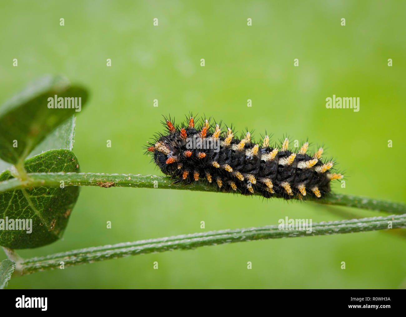 Caterpillar, larvae of Spanish festoon butterfly, Zerynthia rumina
